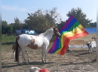 Quarter-ponny, Sto, 8 år, 140 cm, Tobiano-skäck-alla-färger