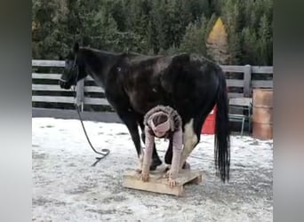 Quarter-ponny, Sto, 8 år, 145 cm, Svart