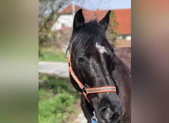 Quarter-ponny, Sto, 8 år, 145 cm, Svart