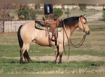 Quarter-ponny, Sto, 8 år, Gulbrun