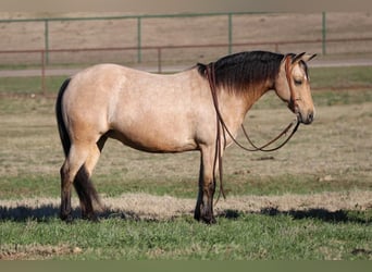 Quarter-ponny, Sto, 8 år, Gulbrun