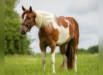 Quarter-ponny, Sto, 8 år