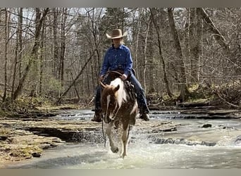 Quarter-ponny, Sto, 8 år