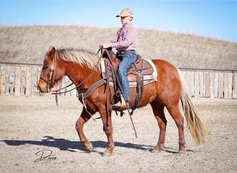 Quarter-ponny, Sto, 9 år, 137 cm, Fux