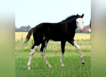Quarter-ponny, Sto, Föl (06/2023), 148 cm, Overo-skäck-alla-färger