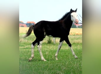 Quarter-ponny, Sto, Föl (06/2023), 148 cm, Overo-skäck-alla-färger