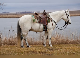 Quarter-ponny, Valack, 10 år, 135 cm, Grå