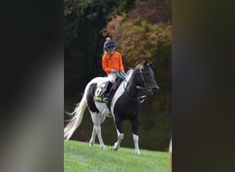 Quarter-ponny, Valack, 10 år, 135 cm, Pinto