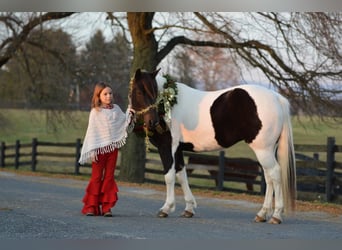 Quarter-ponny, Valack, 10 år, 135 cm, Pinto