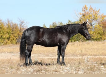 Quarter-ponny, Valack, 10 år, 137 cm, Svart
