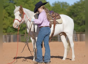 Quarter-ponny, Valack, 10 år, 140 cm, Pinto