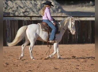 Quarter-ponny, Valack, 10 år, 140 cm, Pinto
