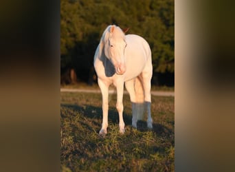 Quarter-ponny, Valack, 10 år, 140 cm, Pinto
