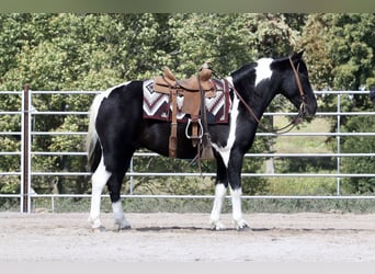 Quarter-ponny Blandning, Valack, 10 år, 140 cm, Pinto