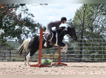 Quarter-ponny Blandning, Valack, 10 år, 140 cm, Pinto