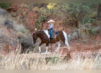 Quarter-ponny, Valack, 10 år, 142 cm, Pinto