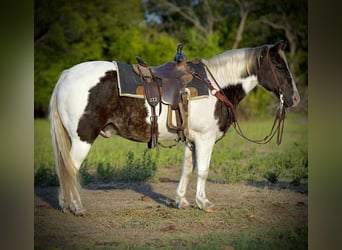Quarter-ponny, Valack, 11 år, 132 cm, Pinto