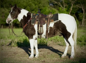 Quarter-ponny, Valack, 11 år, 132 cm, Pinto
