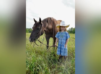 Quarter-ponny, Valack, 11 år, 137 cm, Svart
