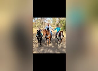 Quarter-ponny, Valack, 11 år, 137 cm, Svart