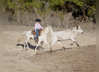 Quarter-ponny, Valack, 11 år, 140 cm, Pinto