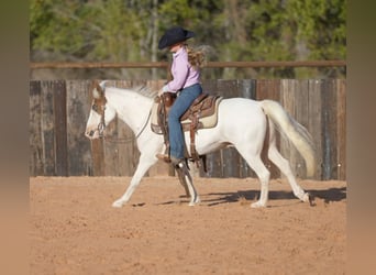 Quarter-ponny, Valack, 11 år, 140 cm, Pinto