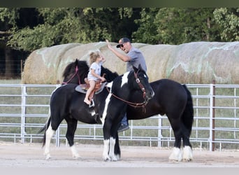 Quarter-ponny Blandning, Valack, 11 år, 140 cm, Pinto