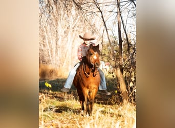 Quarter-ponny, Valack, 12 år, 122 cm, Brun