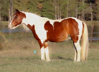 Quarter-ponny, Valack, 12 år, 132 cm