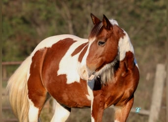 Quarter-ponny, Valack, 12 år, 132 cm