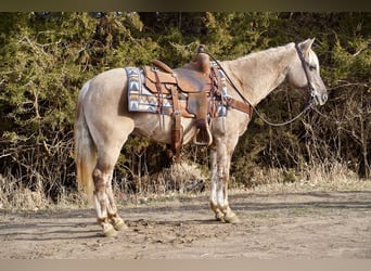 Quarter-ponny, Valack, 12 år, 137 cm, Black