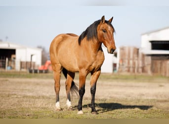 Quarter-ponny, Valack, 12 år, 145 cm, Black