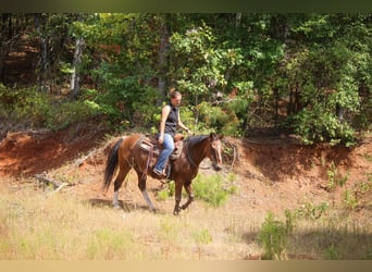 Quarter-ponny, Valack, 12 år, Brunskimmel