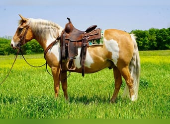 Quarter-ponny, Valack, 12 år, Palomino