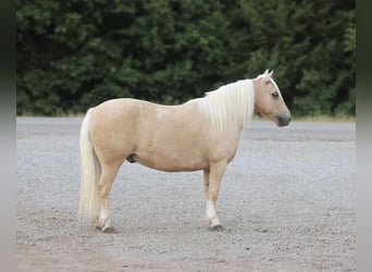 Quarter-ponny, Valack, 13 år, 114 cm, Palomino