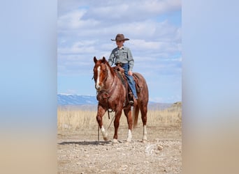 Quarter-ponny, Valack, 13 år, 135 cm, Rödskimmel