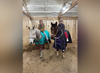 Quarter-ponny Blandning, Valack, 13 år, 137 cm, Pinto