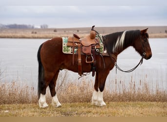 Quarter-ponny Blandning, Valack, 13 år, 137 cm, Pinto