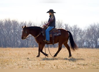 Quarter-ponny Blandning, Valack, 13 år, 142 cm, Brun