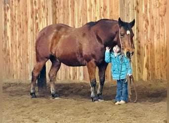 Quarter-ponny Blandning, Valack, 13 år, 142 cm, Brun