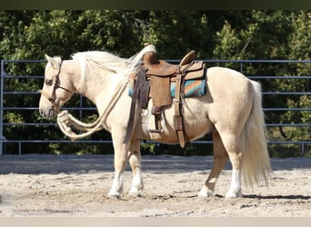 Quarter-ponny, Valack, 14 år, 114 cm, Palomino