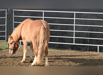 Quarter-ponny, Valack, 14 år, 127 cm, Fux med ål