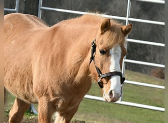 Quarter-ponny, Valack, 14 år, 127 cm, Fux med ål