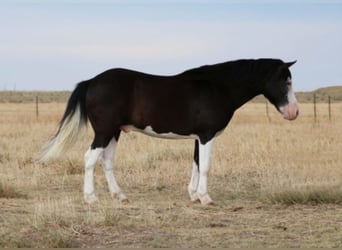 Quarter-ponny, Valack, 14 år, 127 cm, Svart