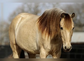 Quarter-ponny, Valack, 14 år, 132 cm, Gulbrun