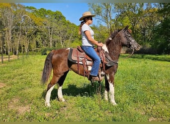 Quarter-ponny, Valack, 14 år, 132 cm, Tobiano-skäck-alla-färger