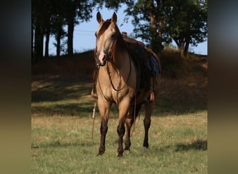 Quarter-ponny, Valack, 14 år, 140 cm, Gulbrun