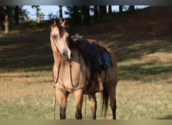 Quarter-ponny, Valack, 14 år, 140 cm, Gulbrun