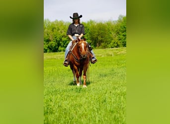 Quarter-ponny, Valack, 14 år, 142 cm, Fux