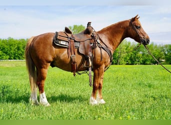 Quarter-ponny, Valack, 14 år, 142 cm, Fux